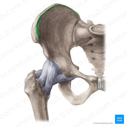<p>The curved upper margin of the hip bone, on the internal side (ilium)</p>