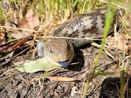 <p>This skink is touching the ground with its tongue? What is the reason? </p>