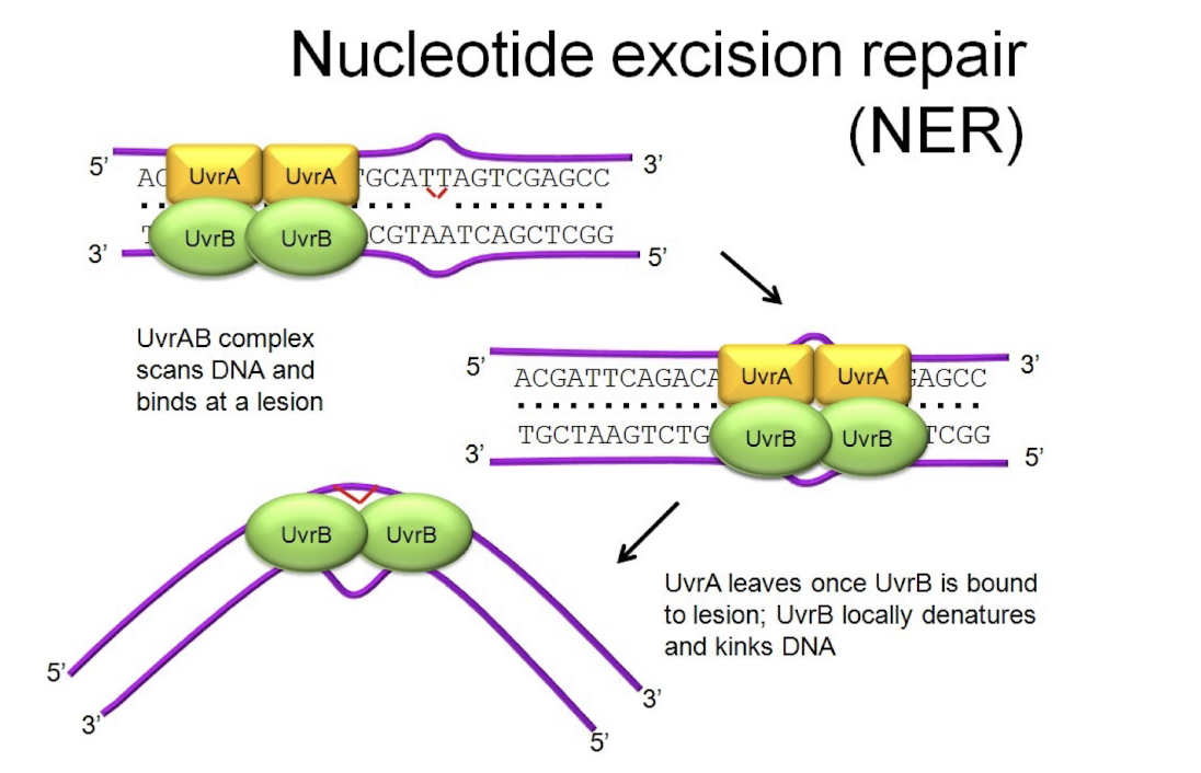 <p>-Does not cut DNA at the backbone </p><p>-Instead leaves the backbone intact and only takes out and replaces the damaged/wrong nucleotide </p>