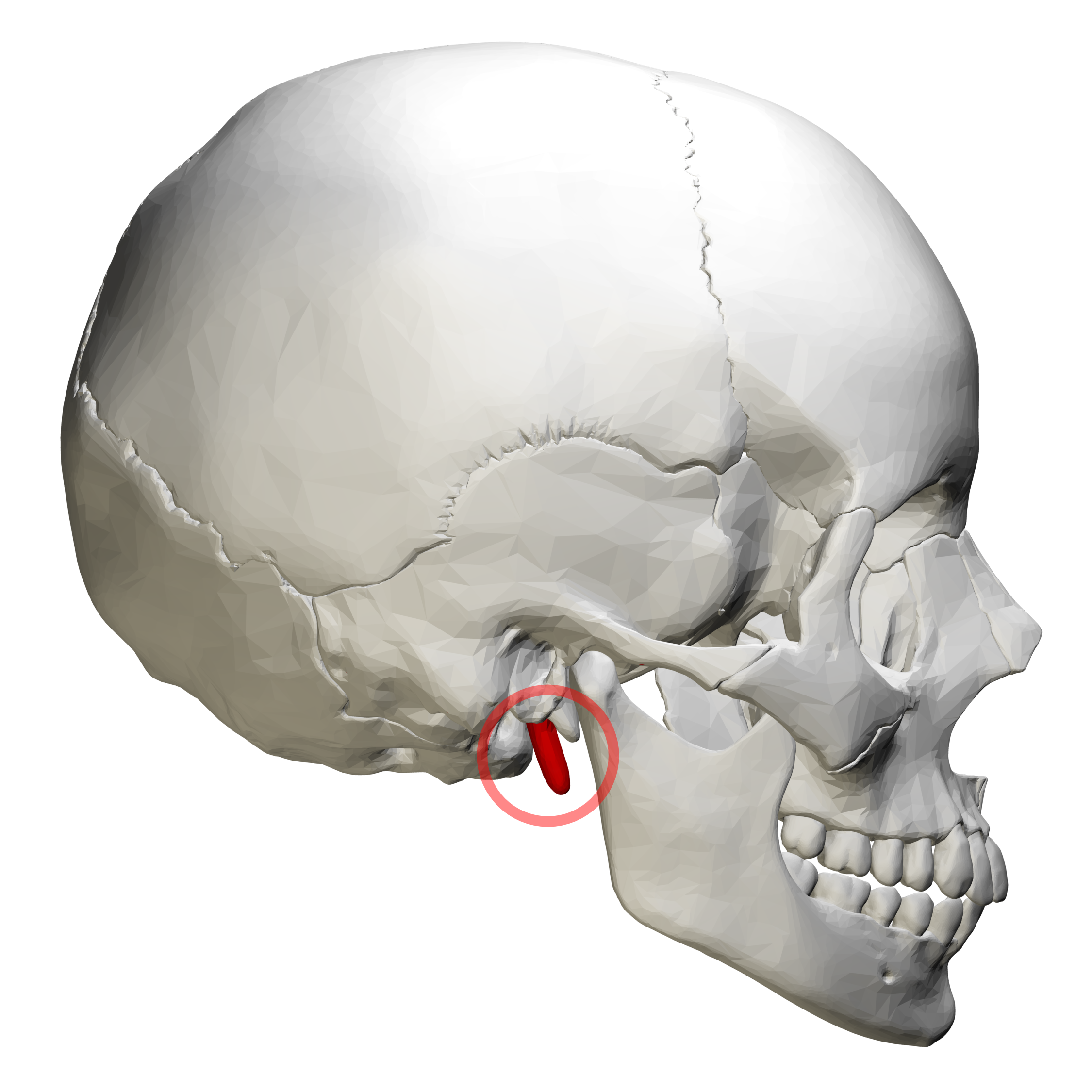 <p>A pointed anatomical feature of the temporal bone.</p>