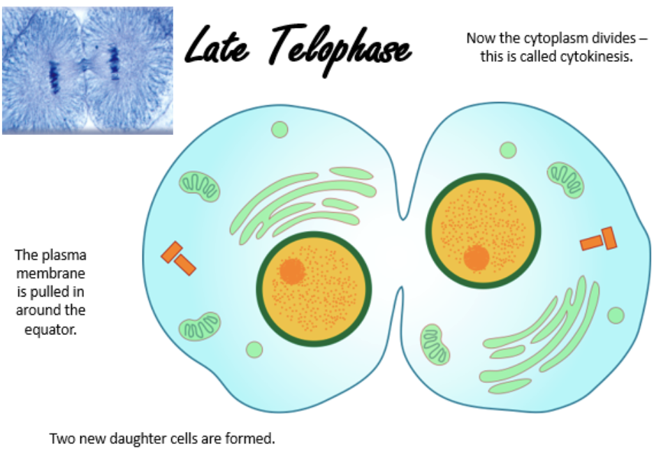 <ul><li><p>chromosomes arrive at opposite poles of the cell</p></li><li><p>chromosomes uncoil into chromatin</p></li><li><p>nucleoli reappear</p></li><li><p>microtubule spindle fibers disappear</p></li><li><p>cytokinesis</p></li><li><p>plasma membrane is pulled in around the equator</p></li><li><p>two new daughter cells are formed</p></li></ul><p></p>