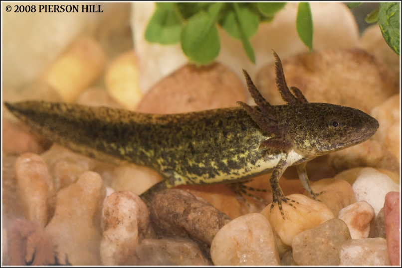 <p>Mole Salamander larvae</p>