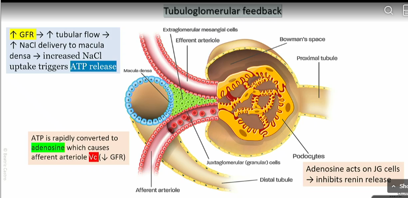 <p>part of afferent atriole in juxtaglomerrular apparatus</p>