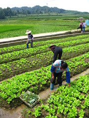 <p>Farming methods that preserve long-term productivity of land and minimize pollution, typically by rotating soil-restoring crops with cash crops and reducing inputs of fertilizer and pesticides.</p>