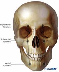<p>supraorbital nerve V1 </p>