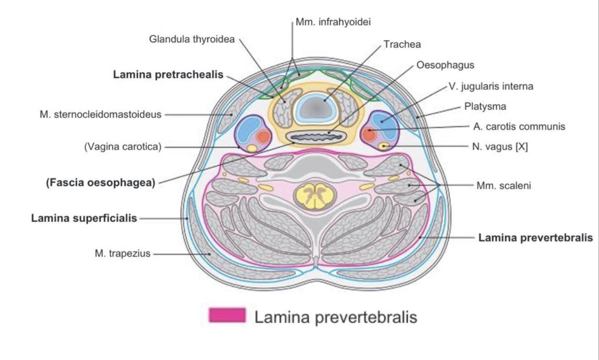 <p>Lamina prevertebralis – tęsinys</p>