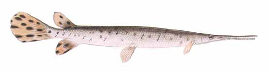 <p><span style="line-height: 115%;">Lepisosteidae</span></p><p class="MsoNormal"><span style="line-height: 115%;">Lepisosteus osseus (Longnose gar) </span></p>