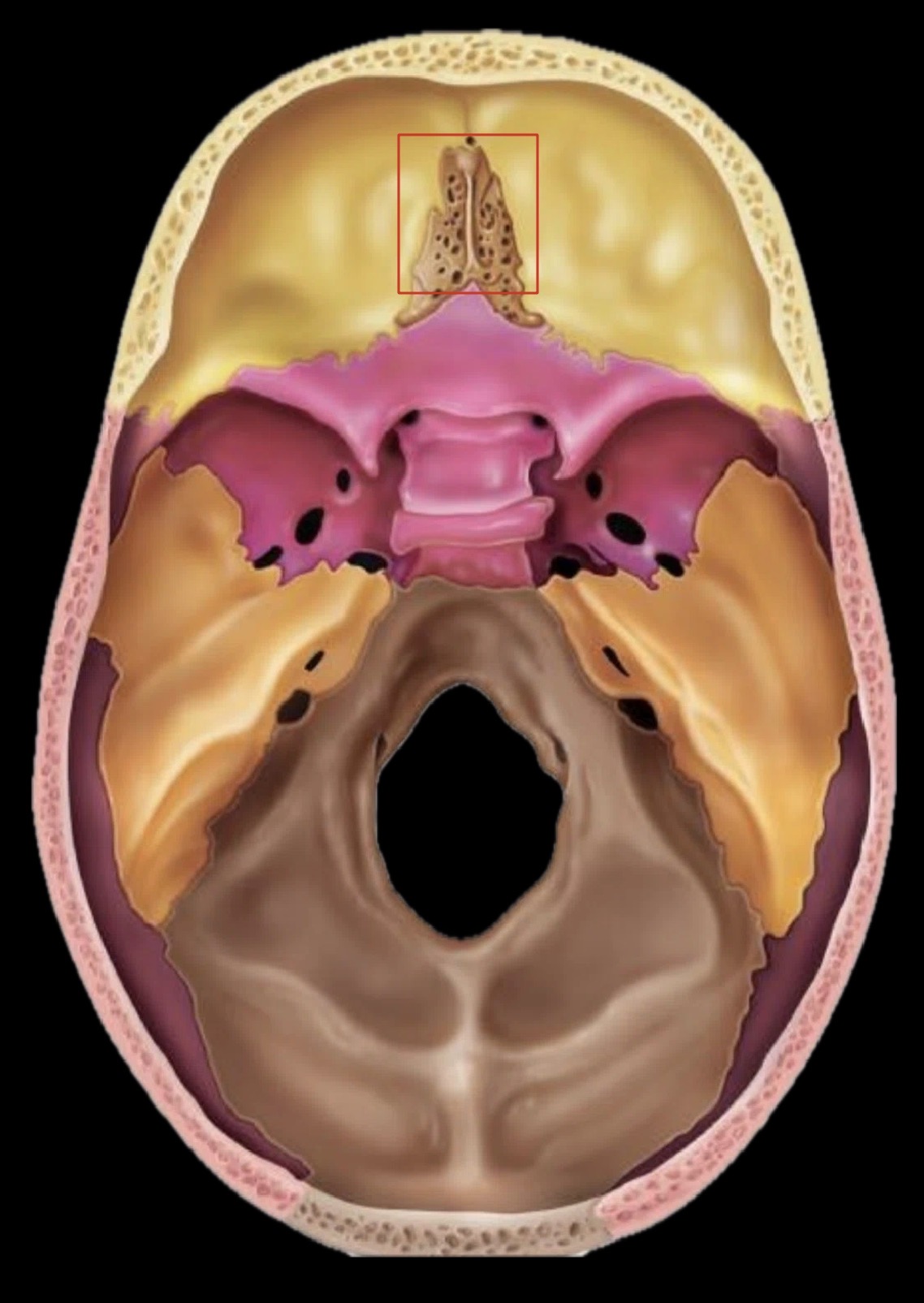<p>What bone is this?</p>