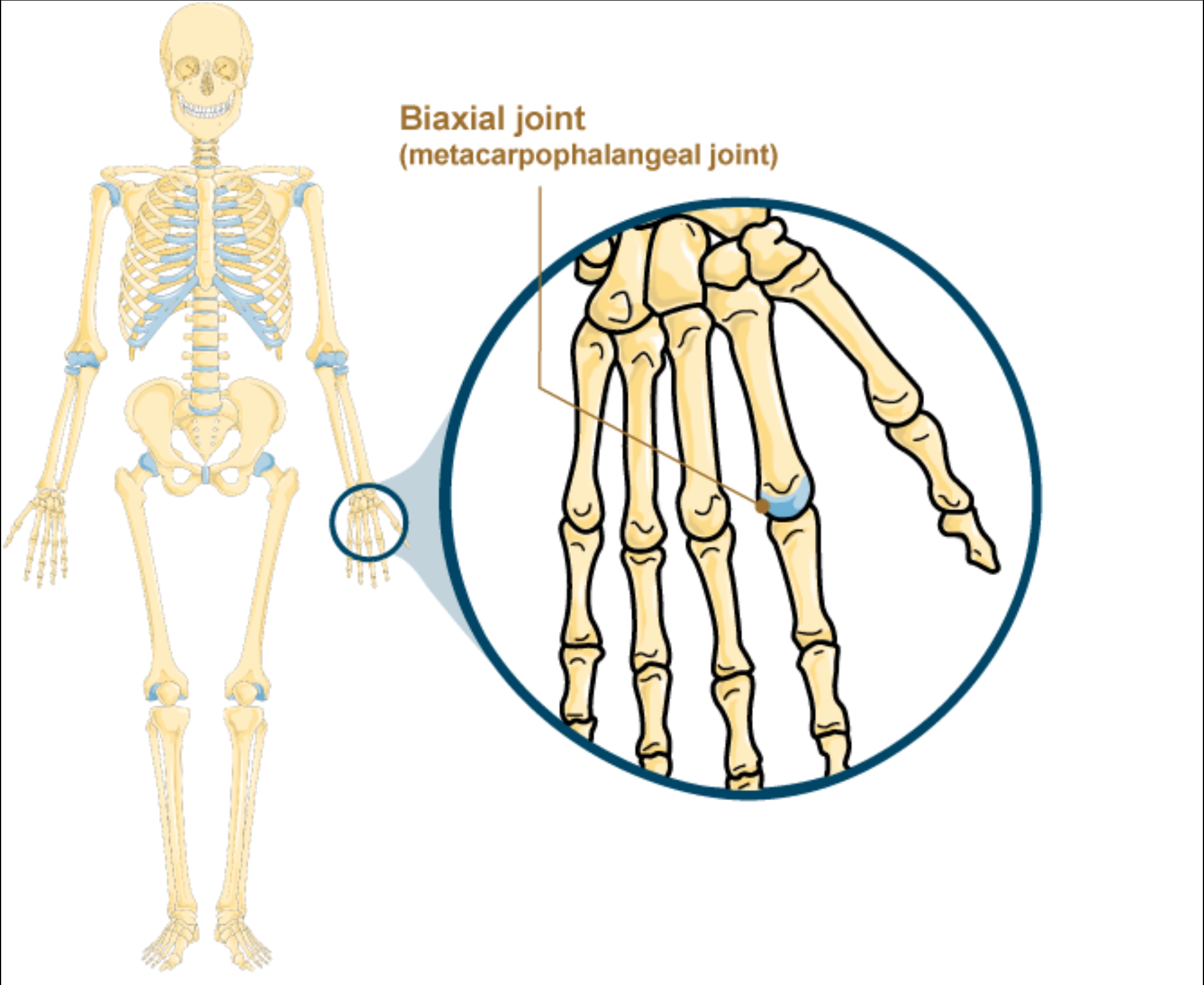 <p>Biaxial </p>