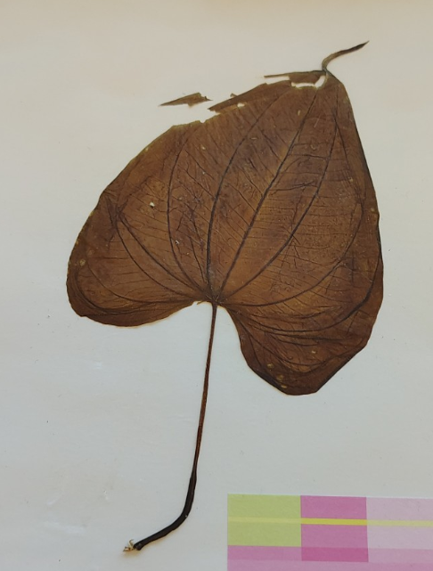 <p>is it monocot or dicot?</p>