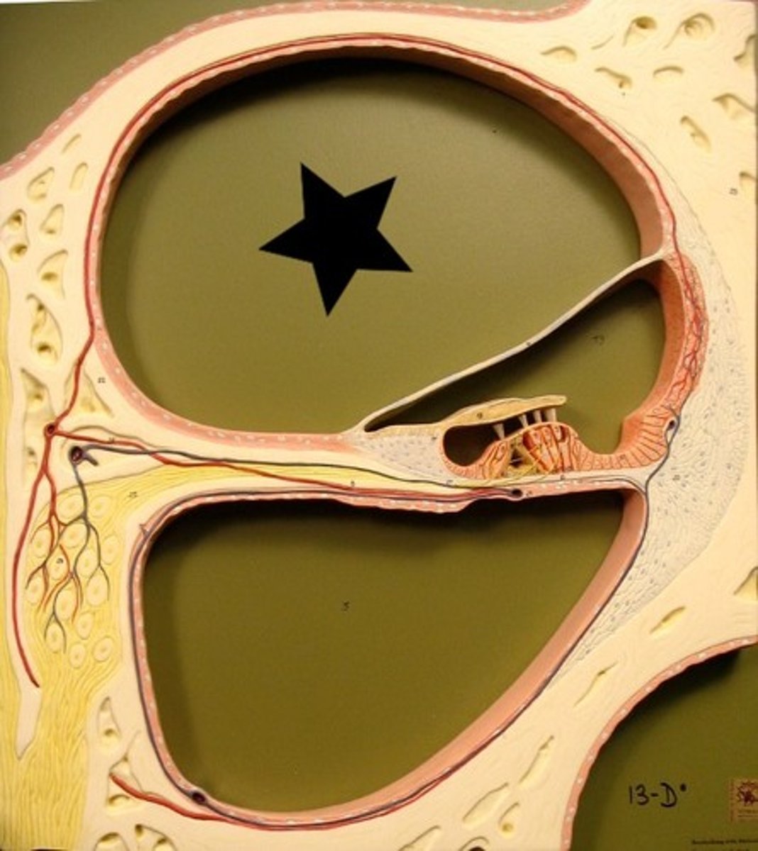 <p>is contiguous with the vestibule at the base of the cochlea.</p>