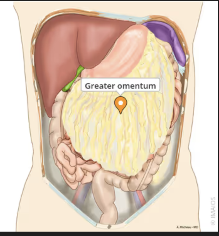 <ul><li><p>A large fold of visceral peritoneum that hangs down from the greater curvature of the stomach and transverse colon and covers the small intestine.</p></li></ul><p></p>