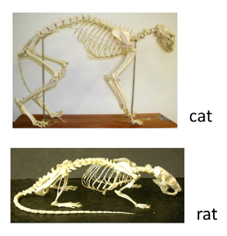 <p>These skeletons are in class Mammalia. How do the number of bones of mammal limbs compared to other mammals and to those of other tetrapods? This is the result of ________.</p>