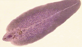 <p>What phylum and class and/or subclass does this belong to?</p>