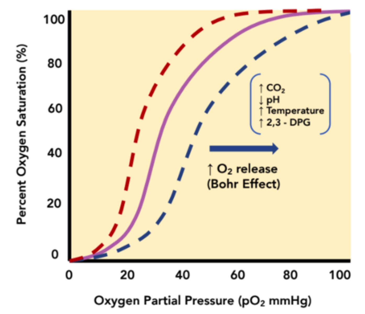 <p>right shift</p><p>(Note: increased CO2 in tissues</p><p>- lot of respiration</p><p>- more acidic</p><p>- and require more O2)</p>
