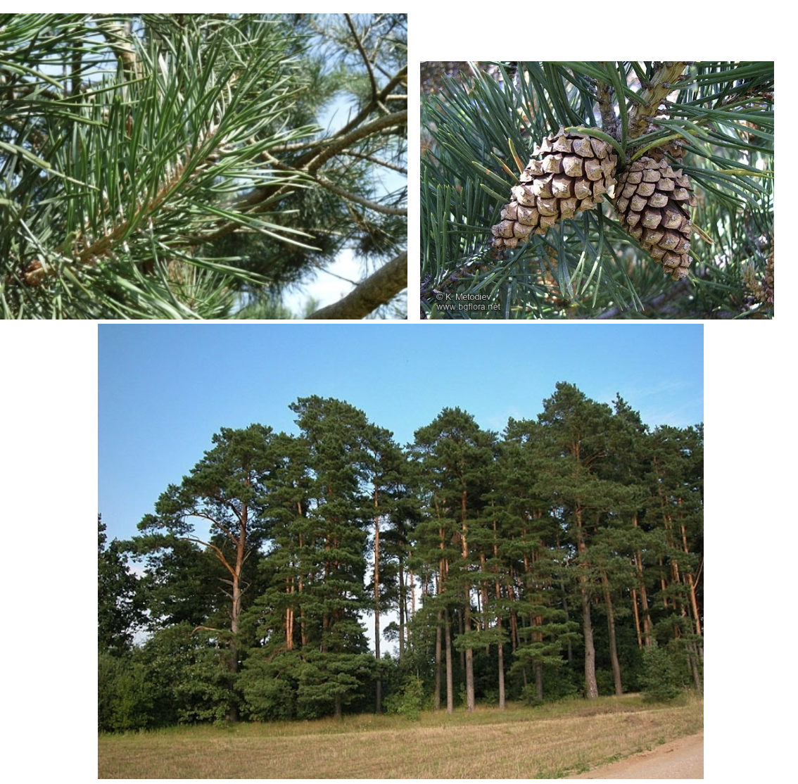 <p>(Onzeker, dennenplantages op zure zandbodems)</p>