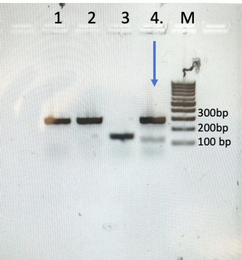 <p>As you learned in the fast plant genotyping lab, the wild type should give a band for 280 bp and if there is mutation, it should give a band for 150bp. Based on the figure below what is the genotype of the seedling in lane # 4 with the arrow that has two bands.</p>