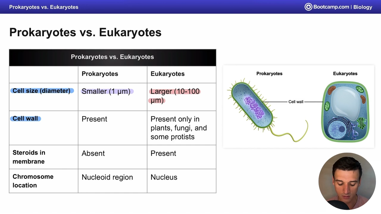 <p>the nucleoid region </p>