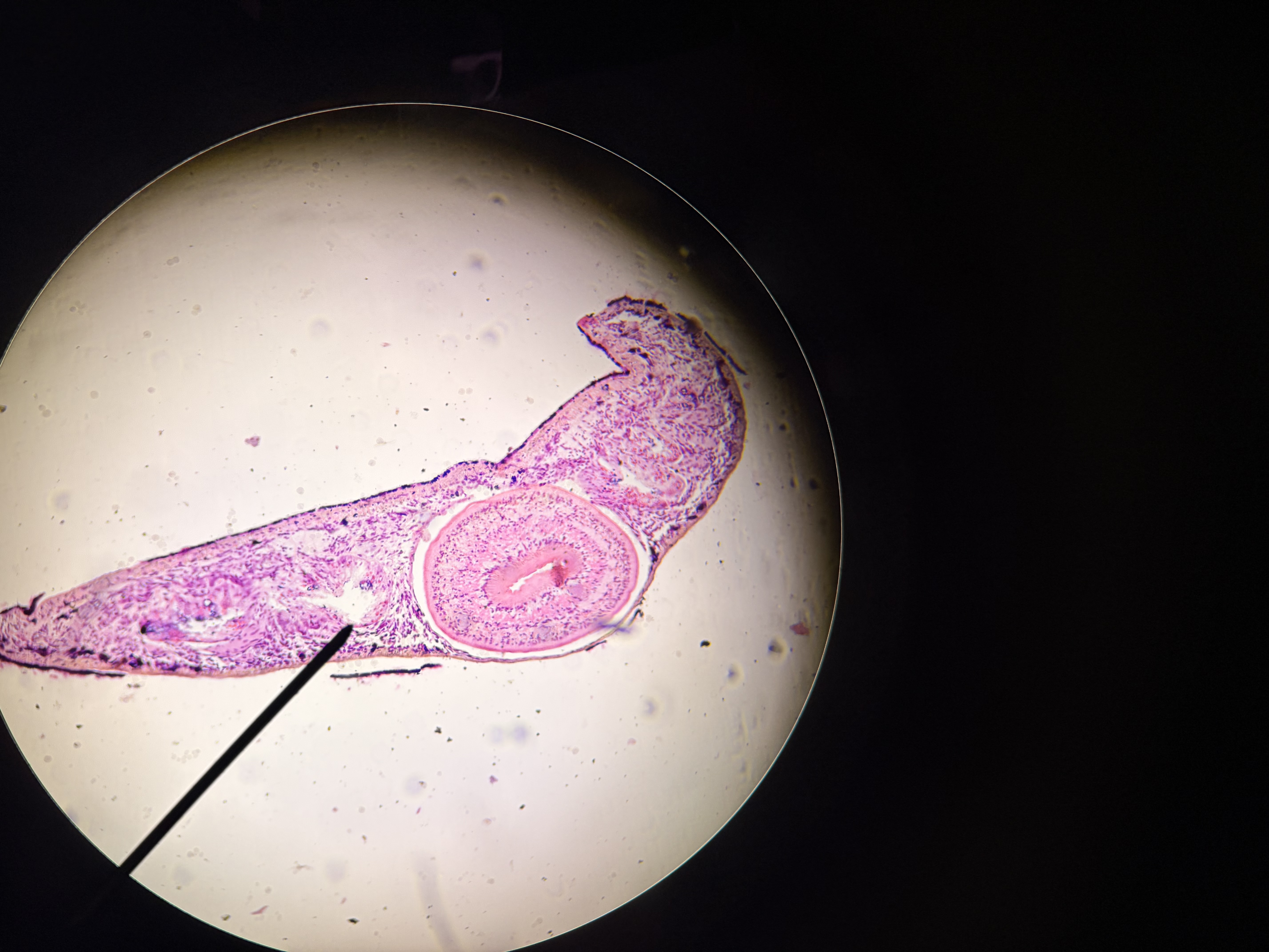 <p>What is this image showing?</p>