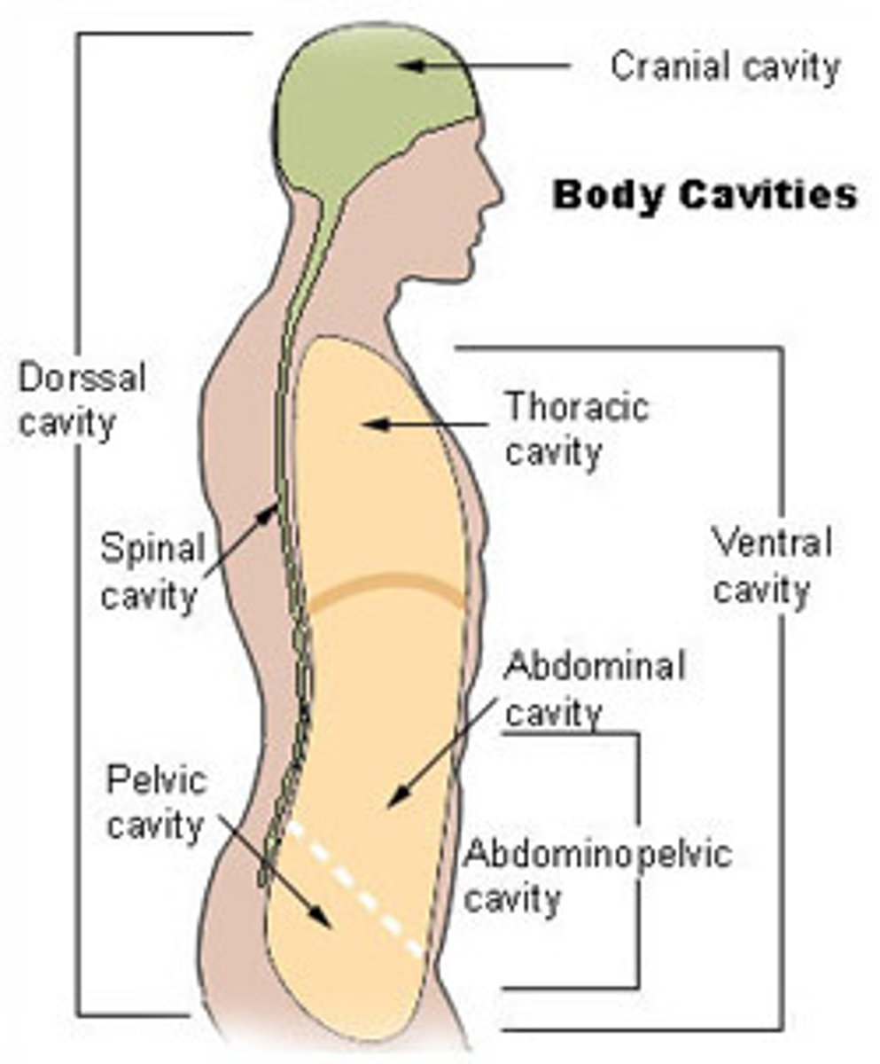 <p>houses superior abdominal & inferior pelvic</p>