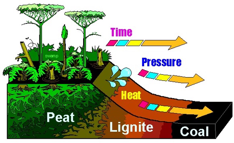 <p>Terrestrial carbon burial: coal:</p>