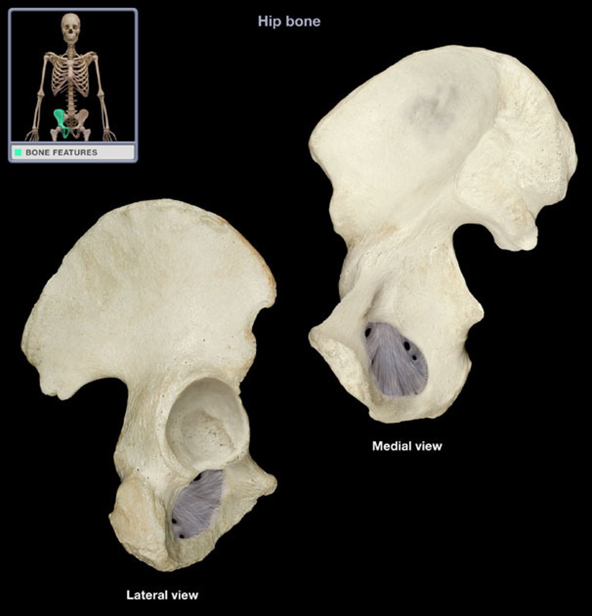 <p>(name of the bones)</p>