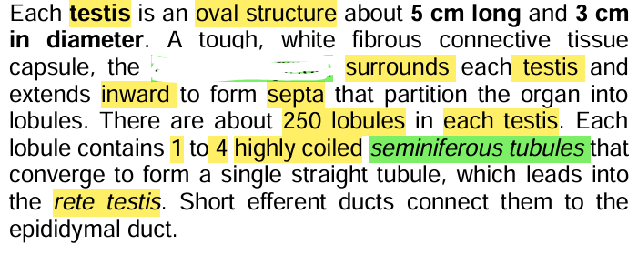 <p><strong><u>Testes Structure</u></strong></p>