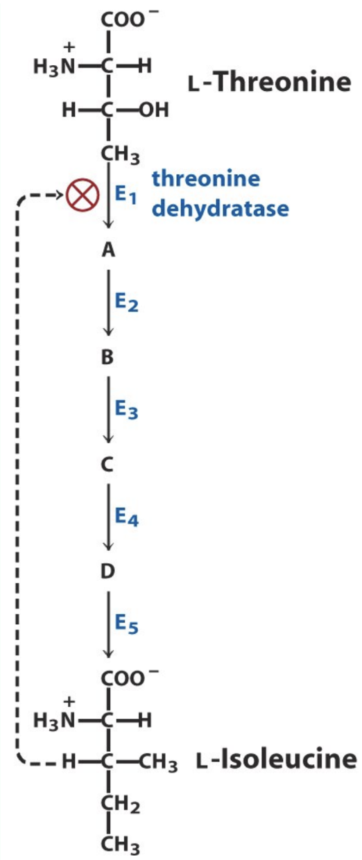 <p>What is <strong>feedback inhibition</strong>?</p>
