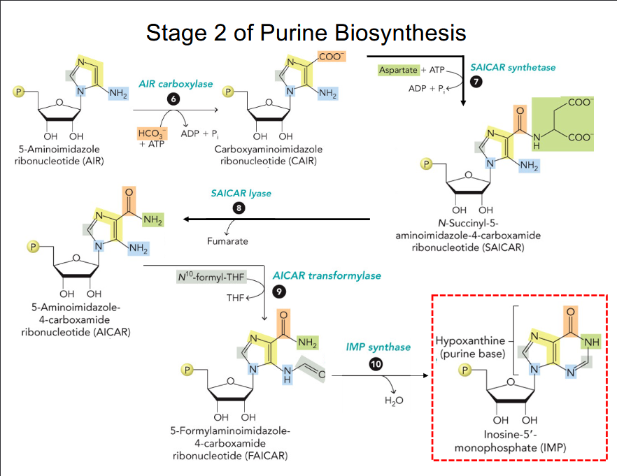 <p>The first intermediate with a full purine ring is inosinate (IMP).</p>