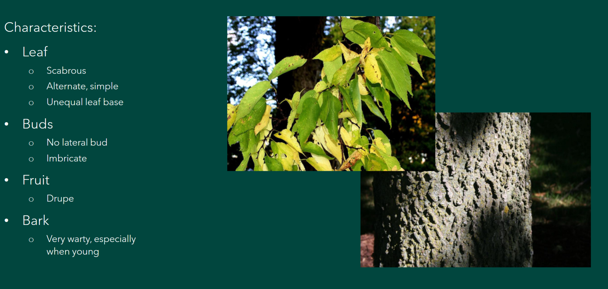 <p>Celtis occidentalis </p>