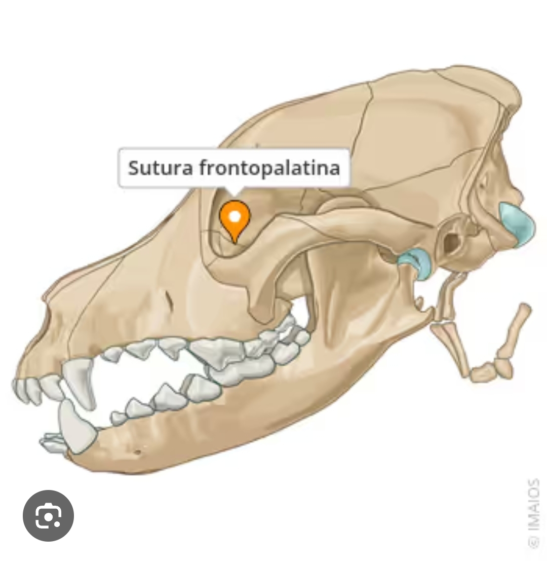 <p>sutura frontopalatina</p>