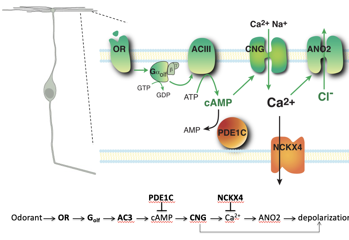 <p>Odorant → <strong>OR (GPCR)</strong> → <strong>Gₒlf (G protein)</strong> → <strong>ACIII</strong> → ↑ <strong>cAMP</strong> → <strong>CNG channels open</strong> → Na⁺ + Ca²⁺ influx → Ca²⁺ activates <strong>ANO2 (Cl⁻ channel)</strong> → Cl⁻ exits → <strong>depolarization</strong></p>