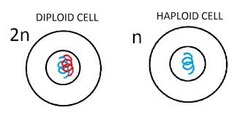 <p>term used to refer to a cell that contains both sets of homolgous chromosomes (Humans 2N = 46)</p>