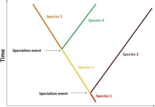 <ul><li><p>A species is a group of organisms that share a pattern of ancestry and descent</p><ul><li><p>Forms a unique branch on the tree of life, emphasizing evolutionary history and distinct lineages</p></li><li><p>Ancestor-descendant series</p><ul><li><p>Start with the speciation event</p></li><li><p>End with an extinction event OR another speciation</p></li><li><p>Is gradual - could take thousands of years</p></li></ul></li></ul></li></ul><p></p>