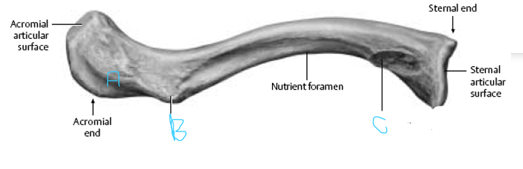 <p>Which letter indicates the costal tuberosity?</p>