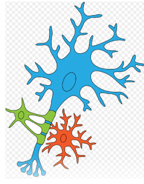 <p>Produce myelin in CNS → layered phospholipid membrane support &amp; insulate axon</p><p>1 cell can myelinate several axons</p>