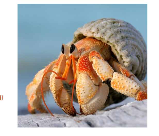 <p>name this animal</p>