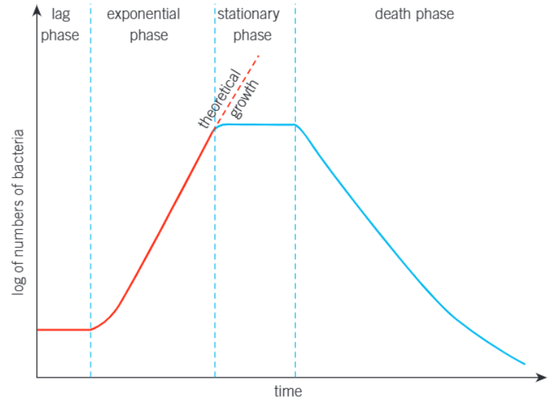 <ul><li><p>lag phase</p><ul><li><p>bacteria are adapting to new environment</p></li><li><p>growing and synthesising the enzymes they need</p></li></ul></li><li><p>log / exponential phase</p><ul><li><p>rate of reproduction is close to its theoretical maximum</p></li></ul></li><li><p>stationary phase</p><ul><li><p>total growth rate = 0</p></li><li><p>reproduction rate = death rate</p></li></ul></li><li><p>death / decline phase</p><ul><li><p>reproduction has almost ceased</p></li><li><p>increasing death rate</p></li></ul></li></ul><p></p>