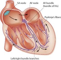 <p>Purkyne tissue makes up the bundle of His</p><p>Bundle of His conducts impulse between ventricles to Purkyne fibres at base of ventricles </p><p>impulse spreads upwards through Purkyne fibres across ventricle walls, causing them to contract at the same time from the bottom upwards</p>