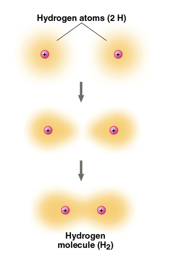 <p>Covalent Bonds ★</p>