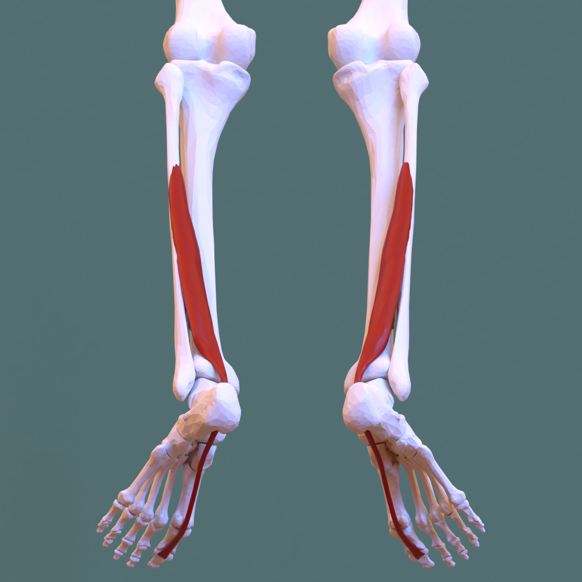 <p>Flexor Hallucis Longus</p>