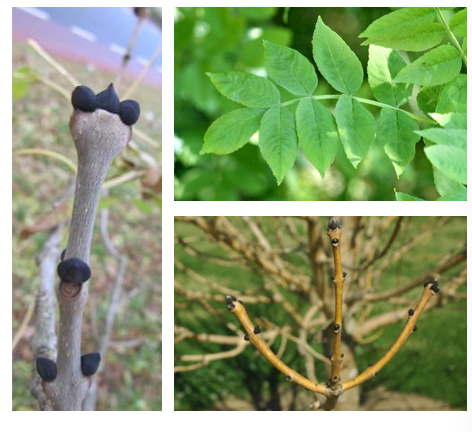 <p>Samengesteld blad</p><p>tegenoverstaande takken</p><p>duidelijk herkenbare dikke zwarte tegenoverstaande knoppen</p>