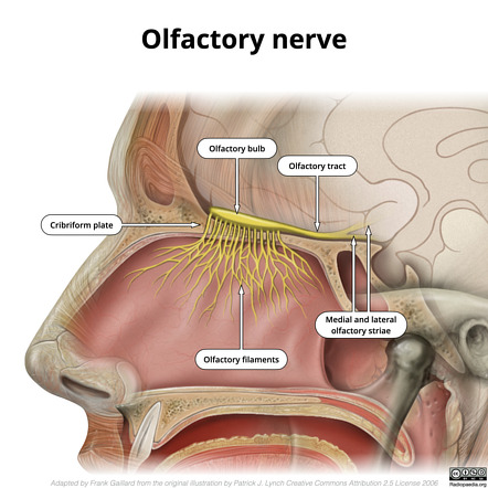 <p>Unique feature of smell pathway</p>