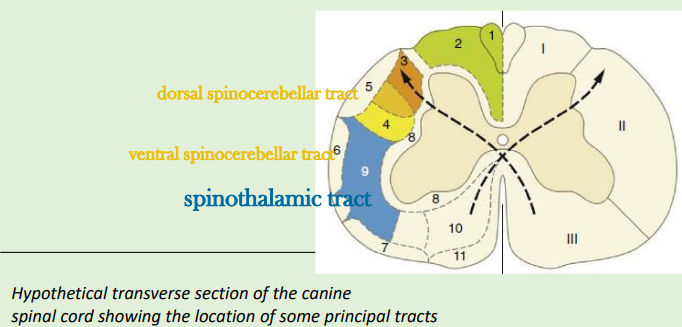 <p>each tract is named from origin</p><p></p><p>Begin with the primary afferent neuron- terminate in the brain</p><p></p><p>Information about pain is carried in – <strong>spinothalamic tract</strong></p><p></p><p>Spinocerebellar tracts in which funiculus? lateral and entral part of the column</p>