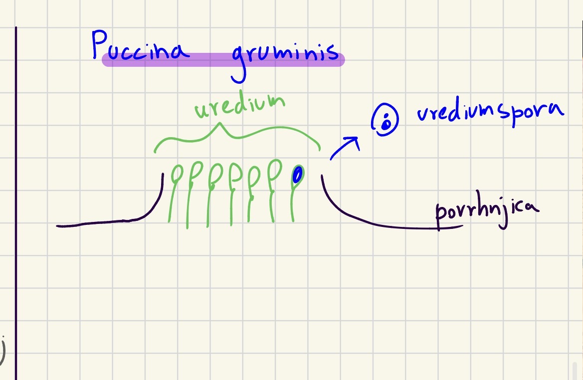 <p>Deblo ascomycota zaprtotrosnice</p><p>Razred basidomycetes</p><p>Red uredinales rje</p><p>Predstavnik puccinia graminis zitna rja</p><p>Not sure abt this one</p>