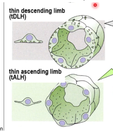 <p>no amplified surface areas, no abundant mitochondria. Less complex and not very active in absorption or secretion</p>