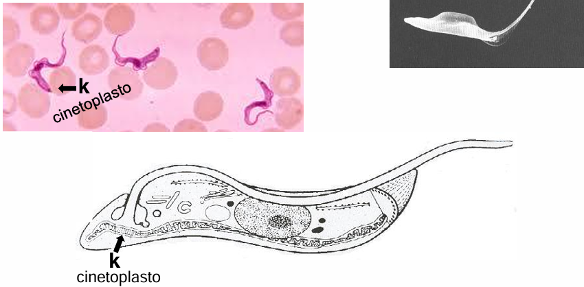 <ul><li><p>apresentam um cinetoplasto e um flagelo </p></li><li><p>parasitam mamíferos, outros organismos e até plantas </p></li><li><p>maioria não é patogénica </p></li></ul><p></p>