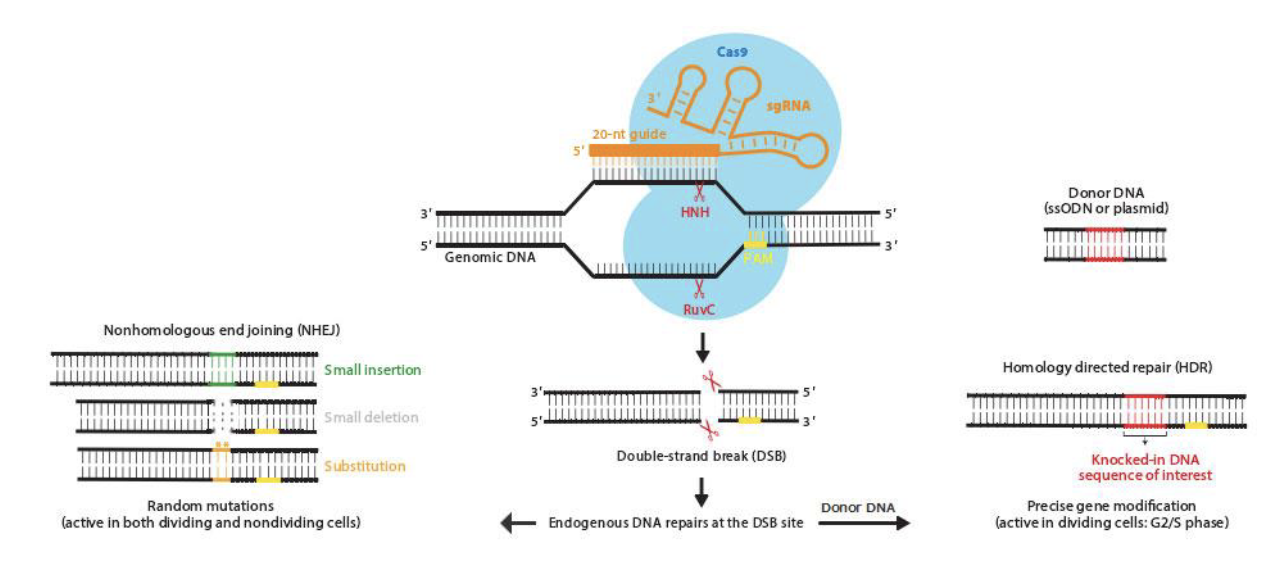 <ol><li><p>sgRNA binds to Cas9 and directs it to locus of interest via base pairing to the genomic target</p></li><li><p>Cas9 binds to PAM sequence on DNA</p></li><li><p>Two nuclease domain of Cas9 <span>→ leads to double stranded break</span></p></li><li><p>homology directed repair or nonhomologous end joining</p></li></ol><p></p>