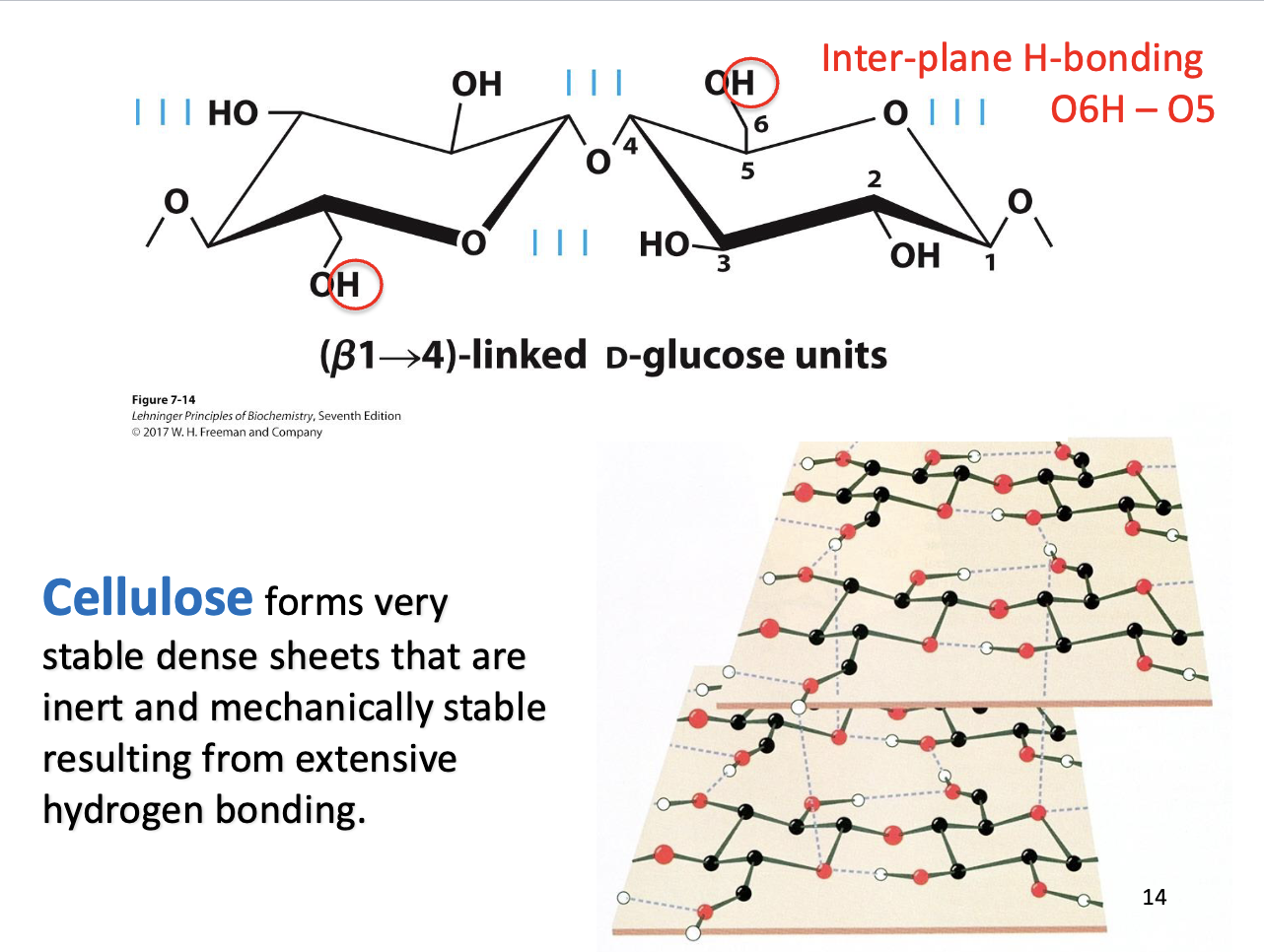 <ul><li><p><strong>Structure:</strong> Forms <strong>dense sheets</strong>.</p></li><li><p><strong>Stability:</strong> Extensive <strong>hydrogen bonding</strong> between chains.</p></li><li><p><strong>Result:</strong> Mechanically strong and <strong>chemically inert</strong> (resists breakdown).</p></li></ul><p><strong>Takeaway:</strong> Cellulose’s hydrogen-bonded sheets give plants structural support.</p>