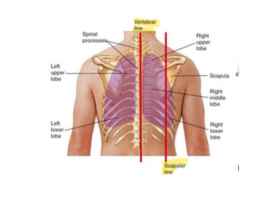 <ul><li><p>Vertebral line</p></li><li><p>Scapular line</p></li></ul><p></p>